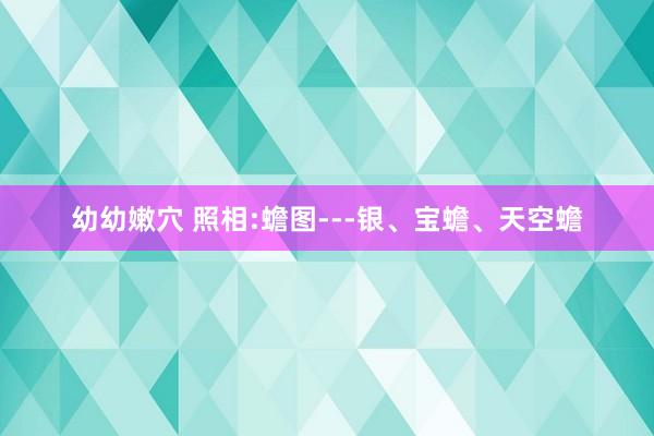 幼幼嫩穴 照相:蟾图---银、宝蟾、天空蟾